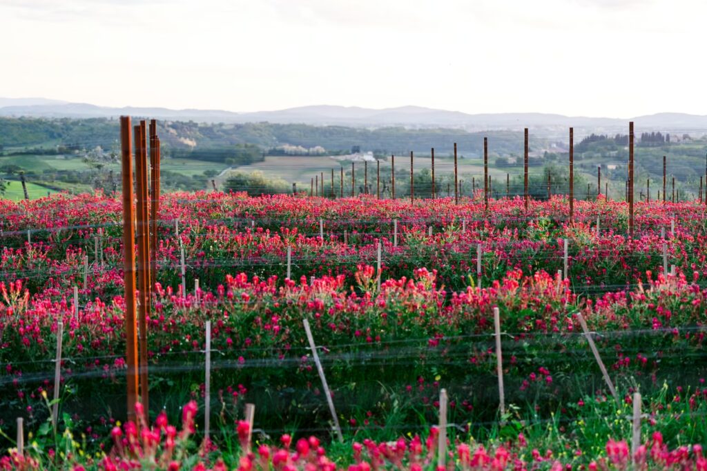 Flowering cover crops in vineyards rows at Belvedere1 Winery in the Chianti countryside