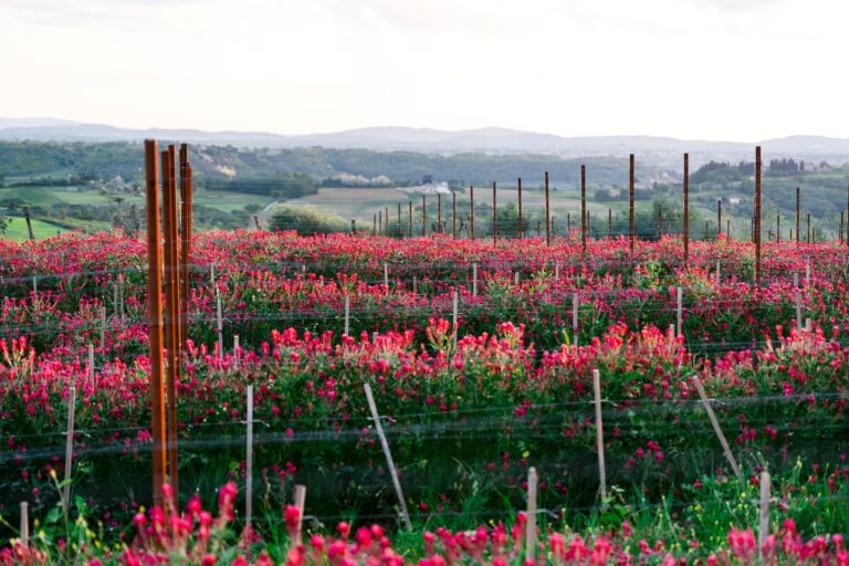 Flowering cover crops in vineyards rows at Belvedere1 Winery in the Chianti countryside